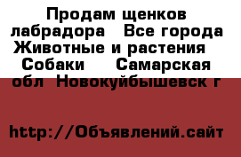 Продам щенков лабрадора - Все города Животные и растения » Собаки   . Самарская обл.,Новокуйбышевск г.